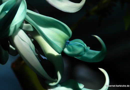 12-03-05-funchal-quinta-da-boa-vista-orchidee-48