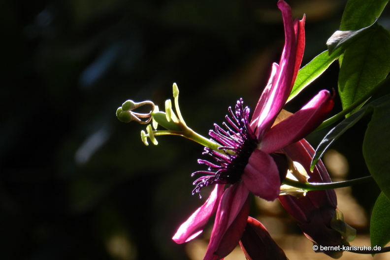 12-03-05-funchal-quinta-da-boa-vista-passionsblume-41.JPG