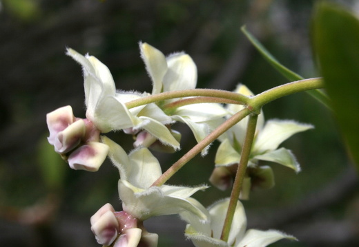12-03-10-funchal-boa-vista-095