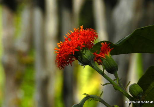 12-03-10-funchal-boa-vista-122