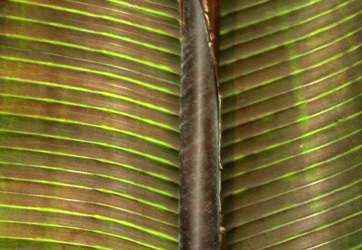 12-03-10-funchal-boa-vista-bananenblatt-078