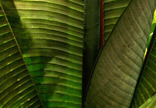 12-03-10-funchal-boa-vista-bananenblatt-79