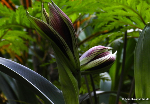 12-03-10-funchal-boa-vista-lilie-140