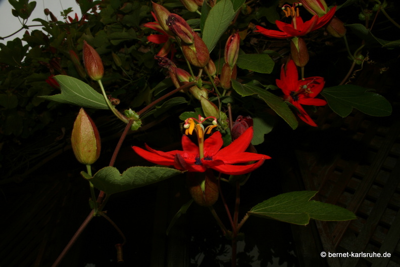 12-03-10-funchal-boa-vista-passionsblume-87.JPG