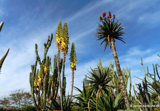 12-03-06-funchal-botanischer-garten-80
