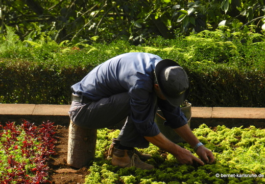 12-03-06-funchal-botanischer-garten-gaertner-100