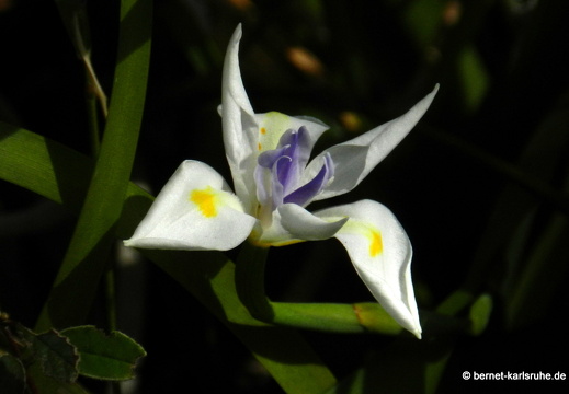 12-03-06-funchal-botanischer-garten-iris-112
