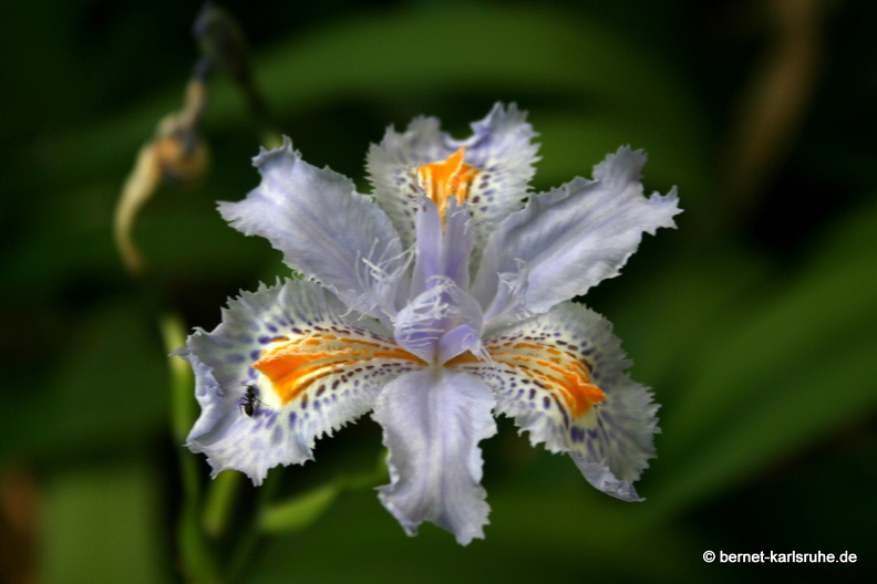 12-03-06-funchal-botanischer-garten-iris-113.JPG