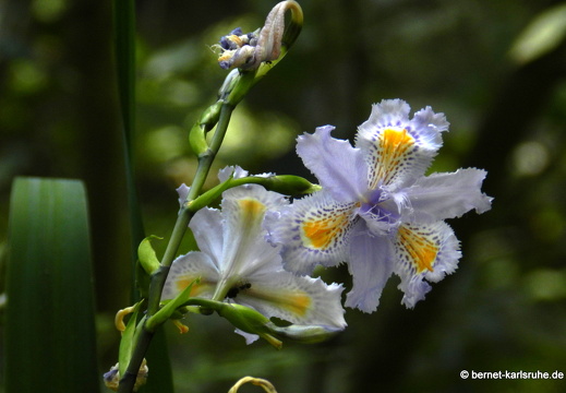 12-03-06-funchal-botanischer-garten-iris-114