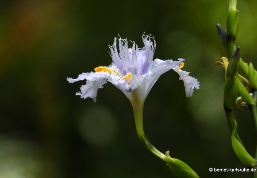 12-03-06-funchal-botanischer-garten-iris-115
