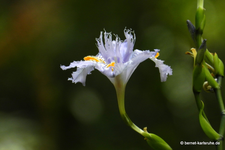 12-03-06-funchal-botanischer-garten-iris-115.JPG
