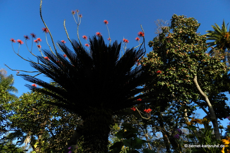 12-03-03-funchal-stadtpark-jardim-municipal-11.JPG