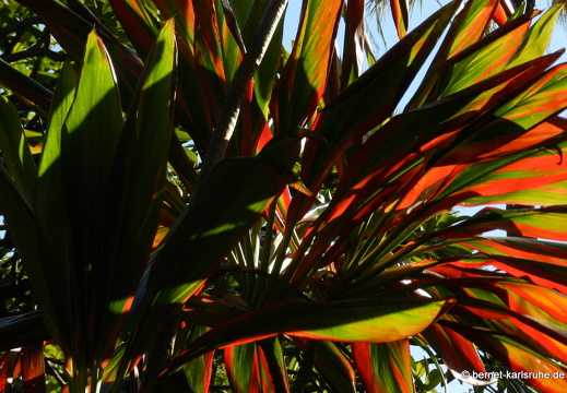 12-03-03-funchal-stadtpark-jardim-municipal-31