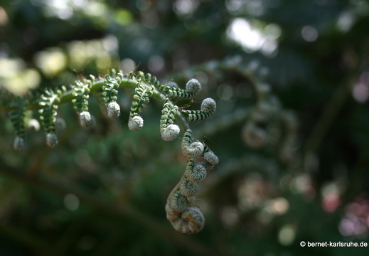 12-03-08-jardim-tropical-110