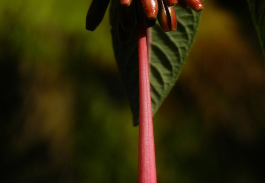 12-03-08-jardim-tropical-bluete-30