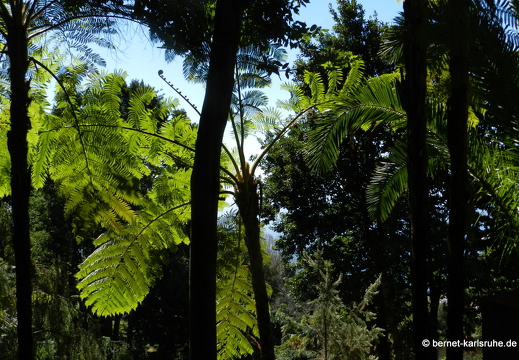12-03-08-jardim-tropical-farn-159