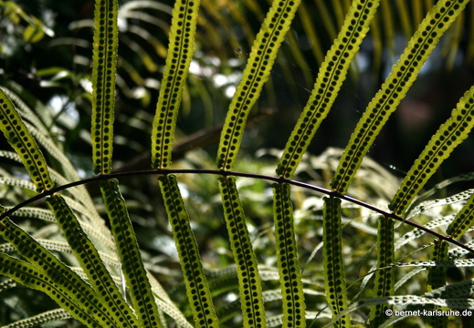 12-03-06-funchal-garten-museu quinta das cruzes-209