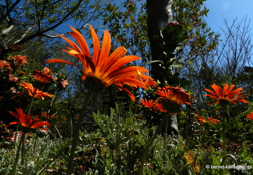 12-03-09-levada-dos-tornos-hortensiengarten-205
