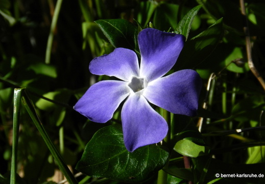 12-03-09-levada-dos-tornos-hortensiengarten-209