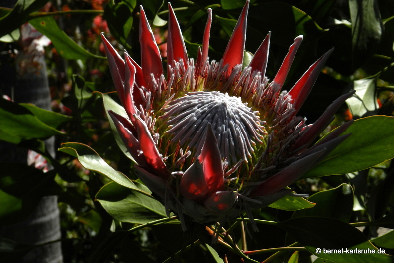 12-03-09-levada-dos-tornos-hortensiengarten-protea-.JPG