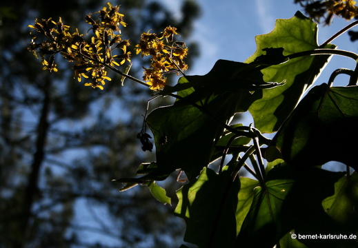 12-03-11-levada-serra-034