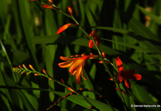 12-03-11-levada-serra-fresien-016