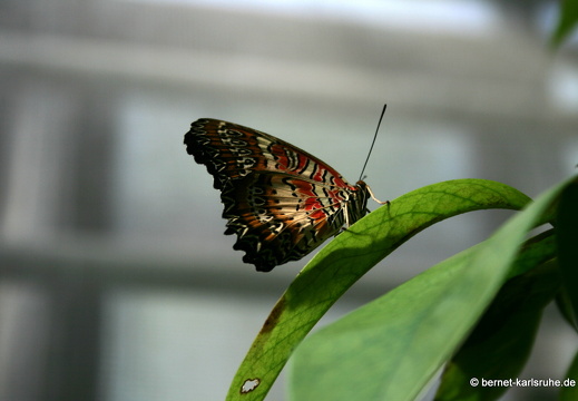 11-04-19-luisenpark-schmetterling-228