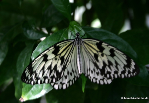 11-04-19-luisenpark-schmetterling-235