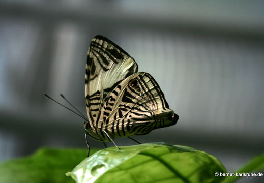 11-04-19-luisenpark-schmetterling-230