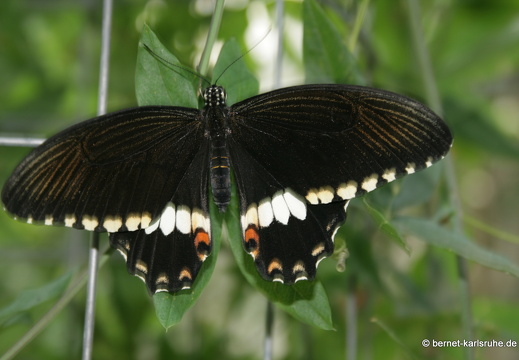 11-04-19-luisenpark-schmetterling-237