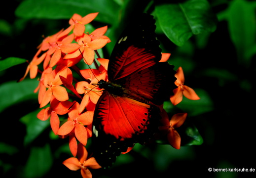 11-04-19-luisenpark-schmetterling-241