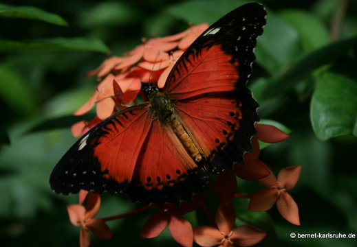11-04-19-luisenpark-schmetterling-246