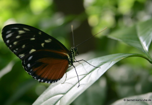 11-04-19-luisenpark-schmetterling-250