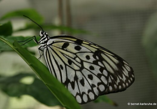 11-04-19-luisenpark-schmetterling-251