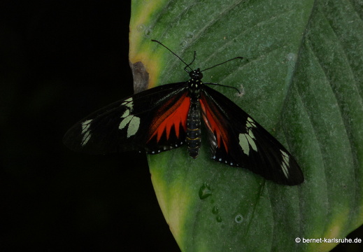11-04-19-luisenpark-schmetterling-257