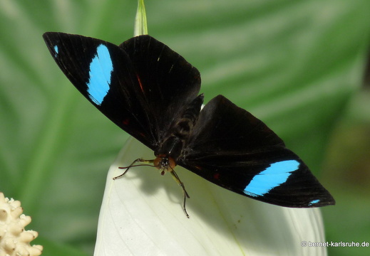 11-04-19-luisenpark-schmetterling-266