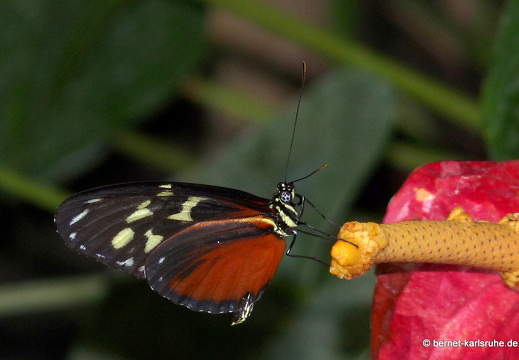 11-04-19-luisenpark-schmetterling-290