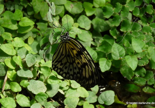 11-04-19-luisenpark-schmetterling-293