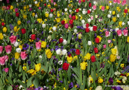 11-04-19-luisenpark-tulpen-6