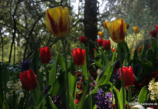 11-04-19-luisenpark-tulpen-16
