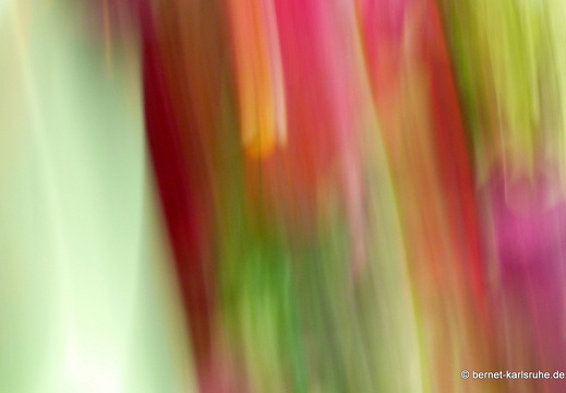 11-04-19-luisenpark-tulpen-18