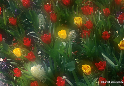 11-04-19-luisenpark-tulpen-20