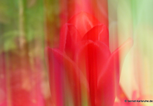 11-04-19-luisenpark-tulpen-23