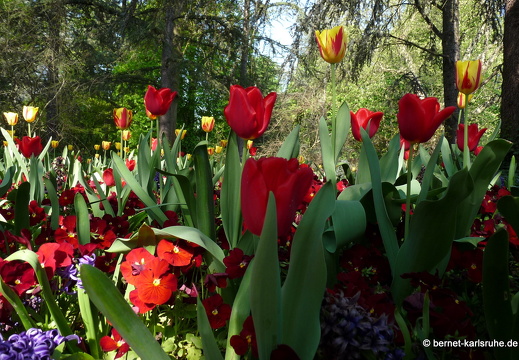 11-04-19-luisenpark-tulpen-25