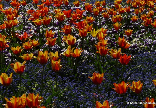 11-04-19-luisenpark-tulpen-32