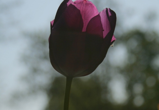 11-04-19-luisenpark-tulpen-33