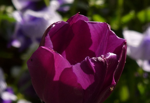 11-04-19-luisenpark-tulpen-36