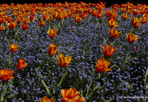 11-04-19-luisenpark-tulpen-40