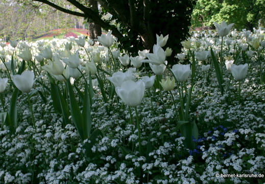 11-04-19-luisenpark-tulpen-42