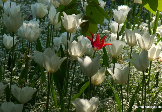 11-04-19-luisenpark-tulpen-49